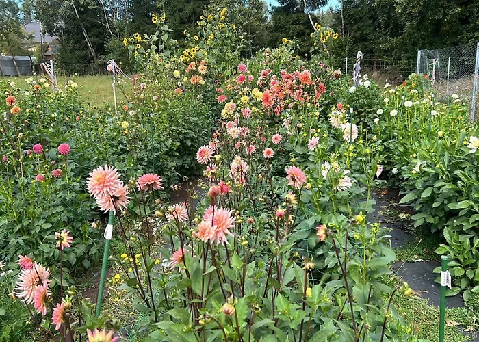 בית נופש Dom Z Drzew *