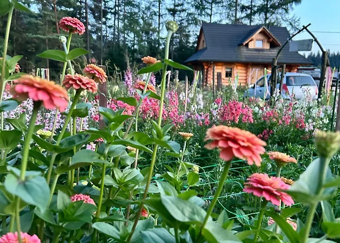 Dom Z Drzew * איסטבנה