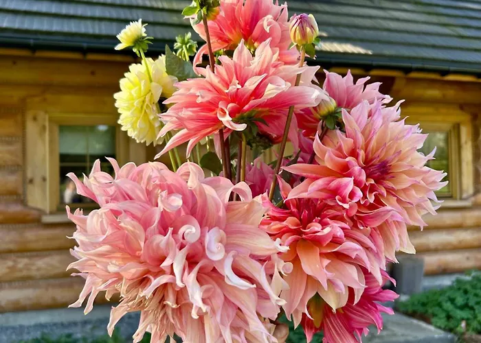 Dom Z Drzew בית נופש *